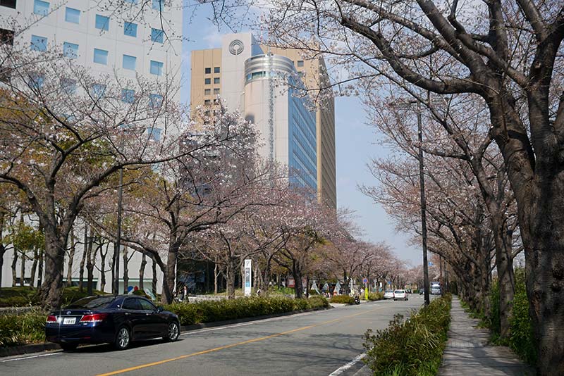 川崎 ソリッドスクエア前の桜並木